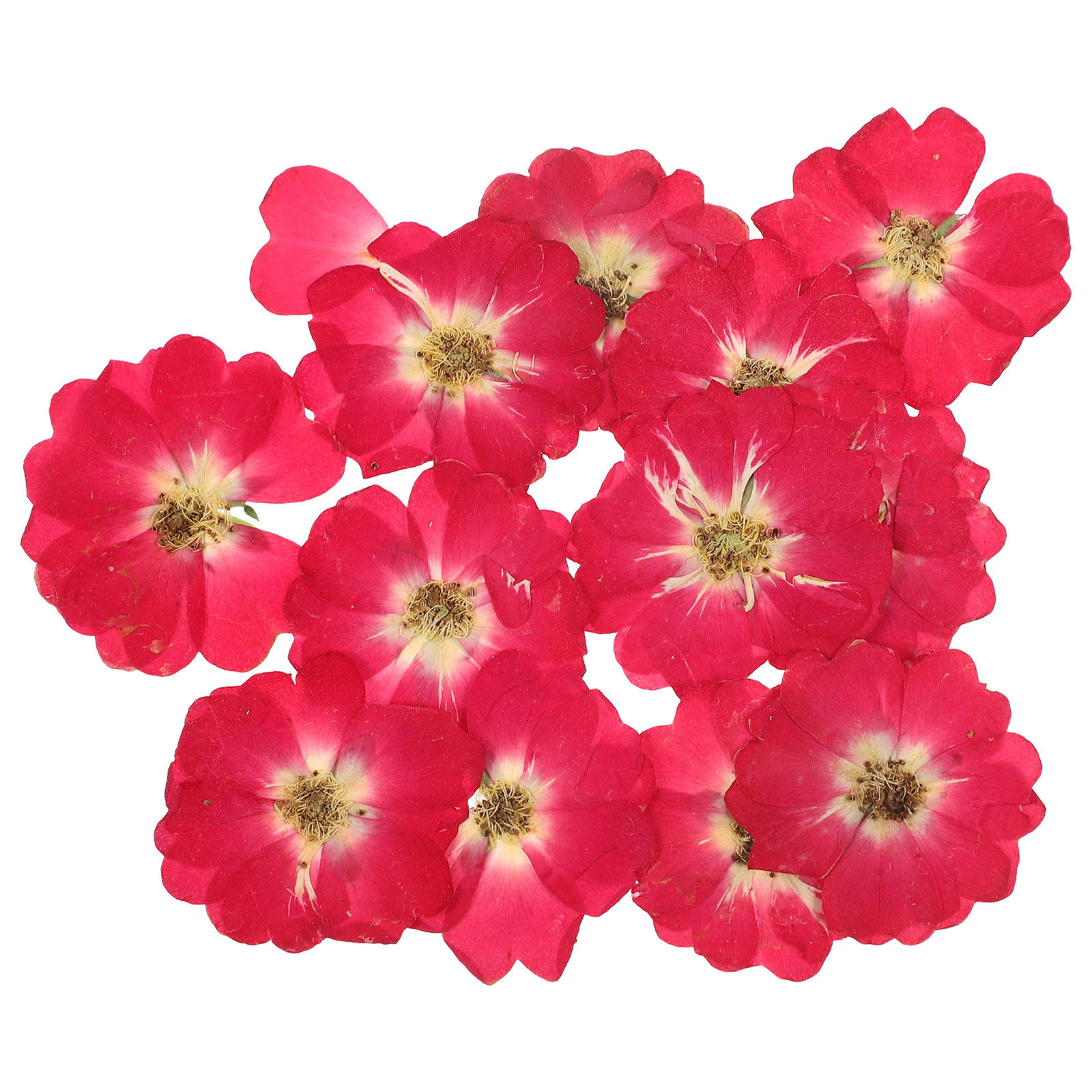 12Pcs Natural Dried Rose Press - Art Craft Rose ulasan dan harga