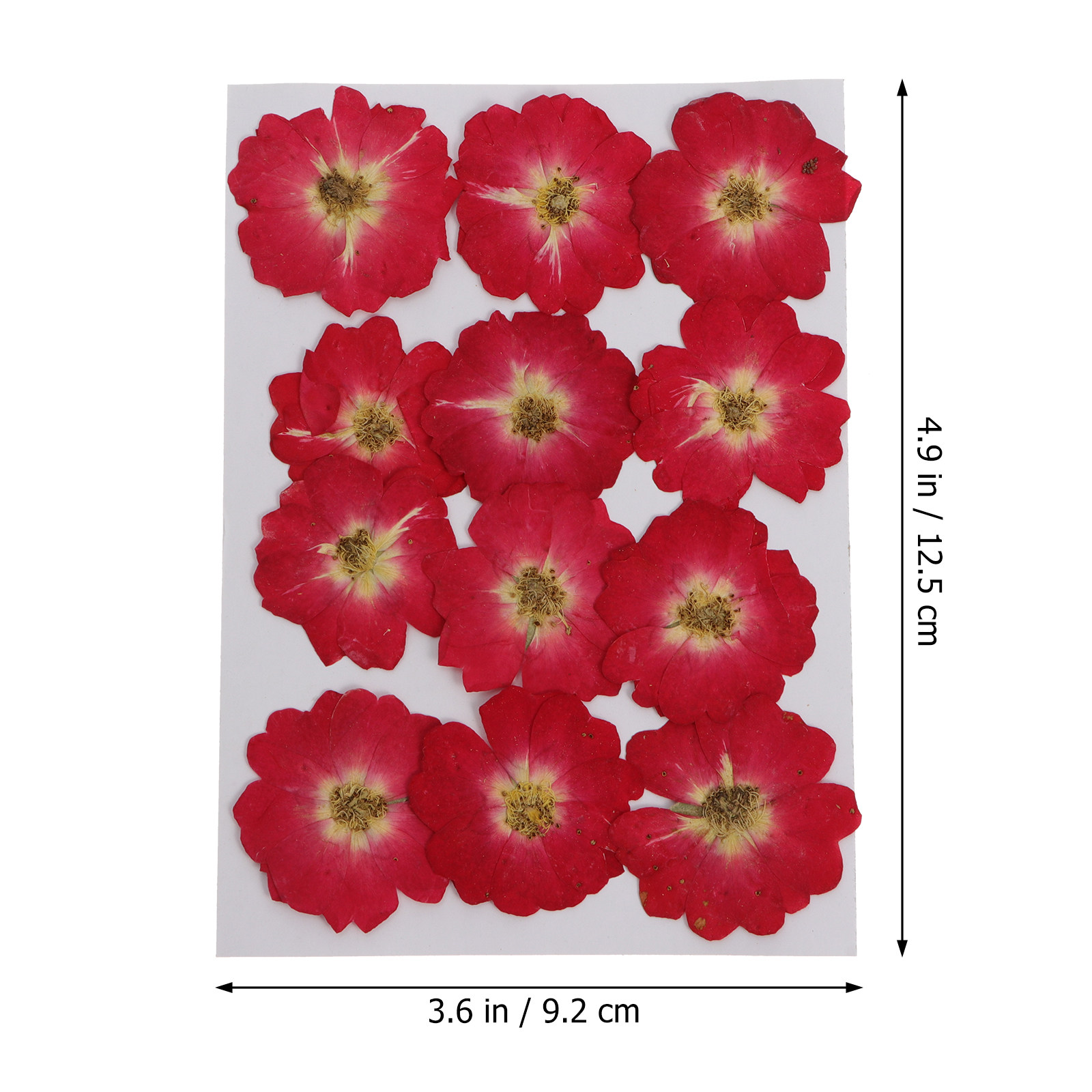 12Pcs Natural Dried Rose Press - Art Craft Rose ulasan dan harga