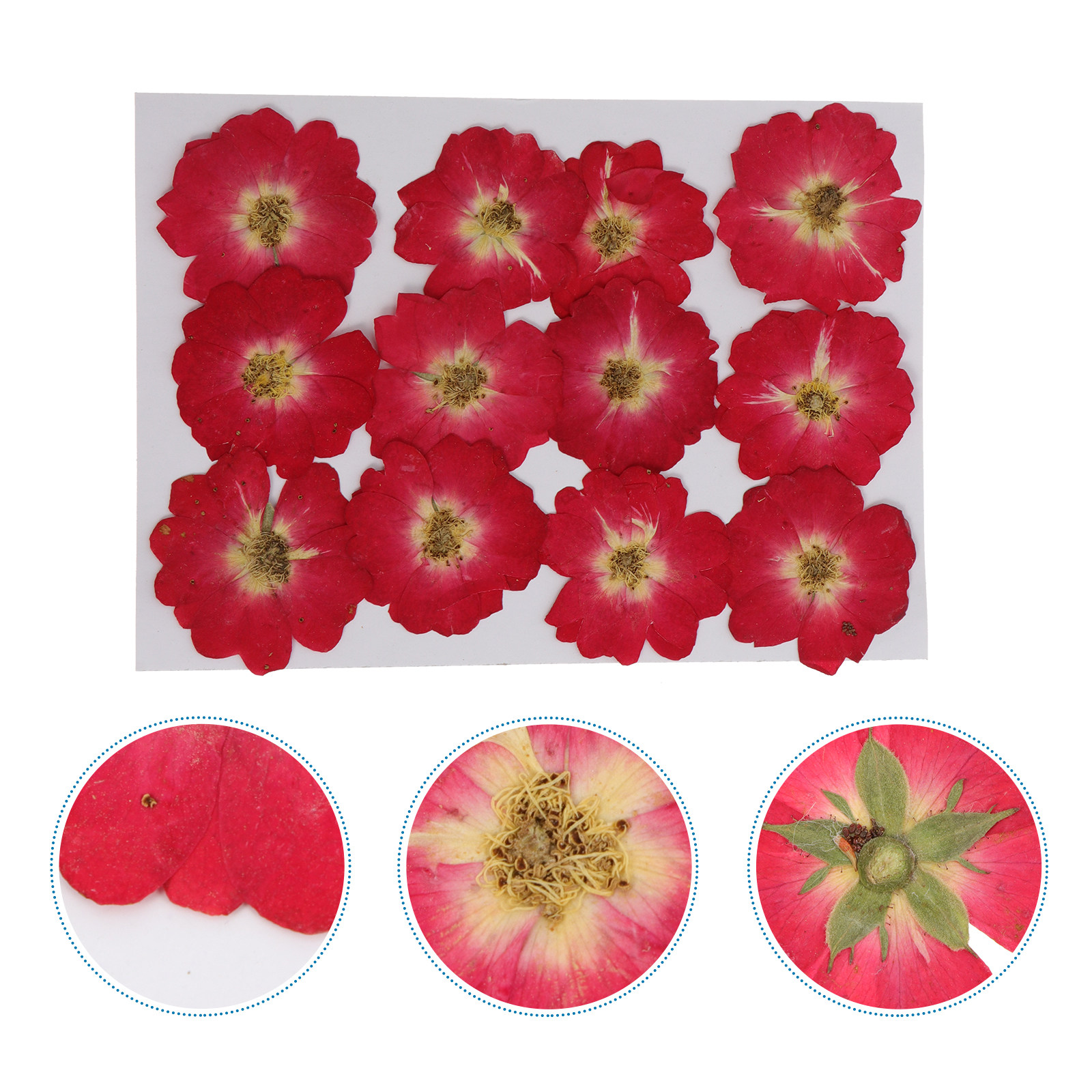 12Pcs Natural Dried Rose Press - Art Craft Rose ulasan dan harga