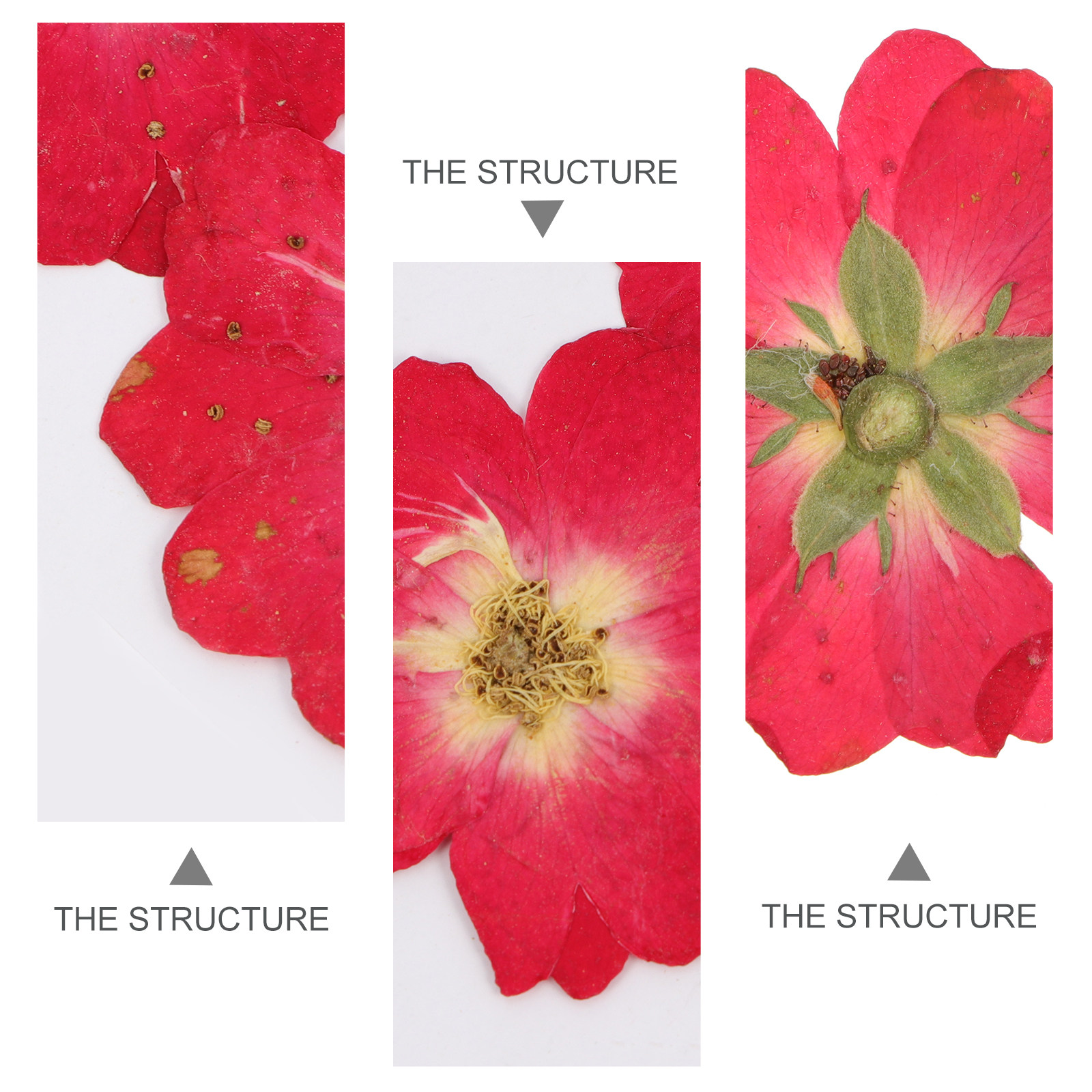 12Pcs Natural Dried Rose Press - Art Craft Rose ulasan dan harga