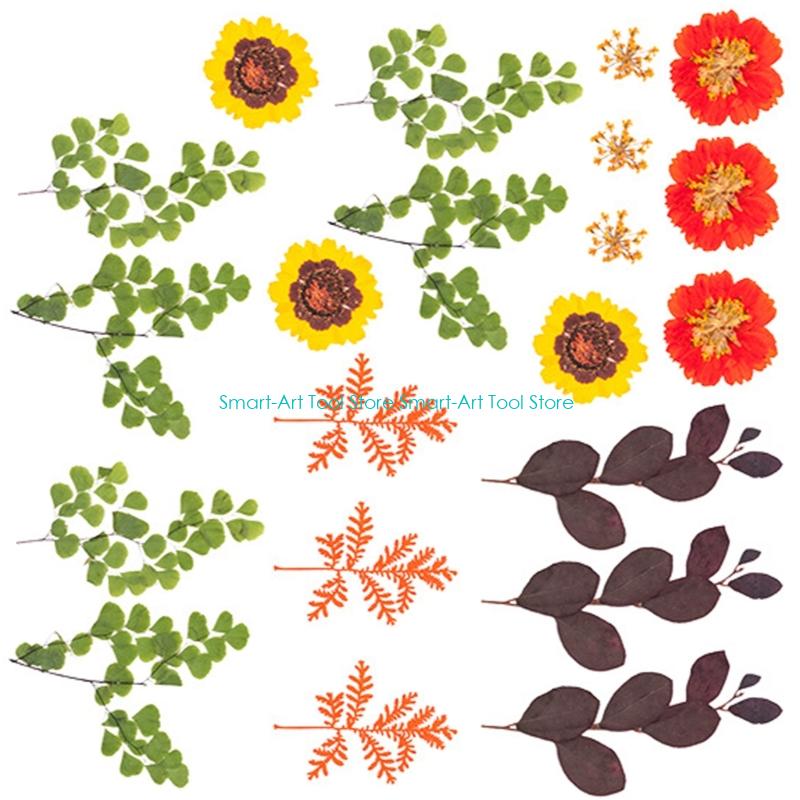 E1PB Natural Dry Flower Leaves - Art Craft With Leaves ulasan dan harga
